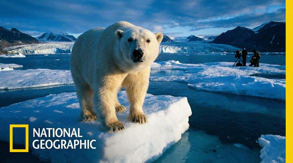 芒果视频北极熊视频